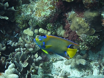 Queen Angelfish<br>September 27, 2015